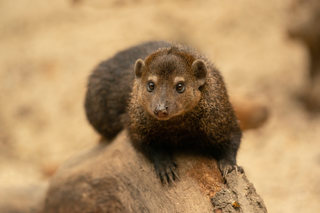 Zoo Photographer Credit Jason Brown Cusimanse (14)