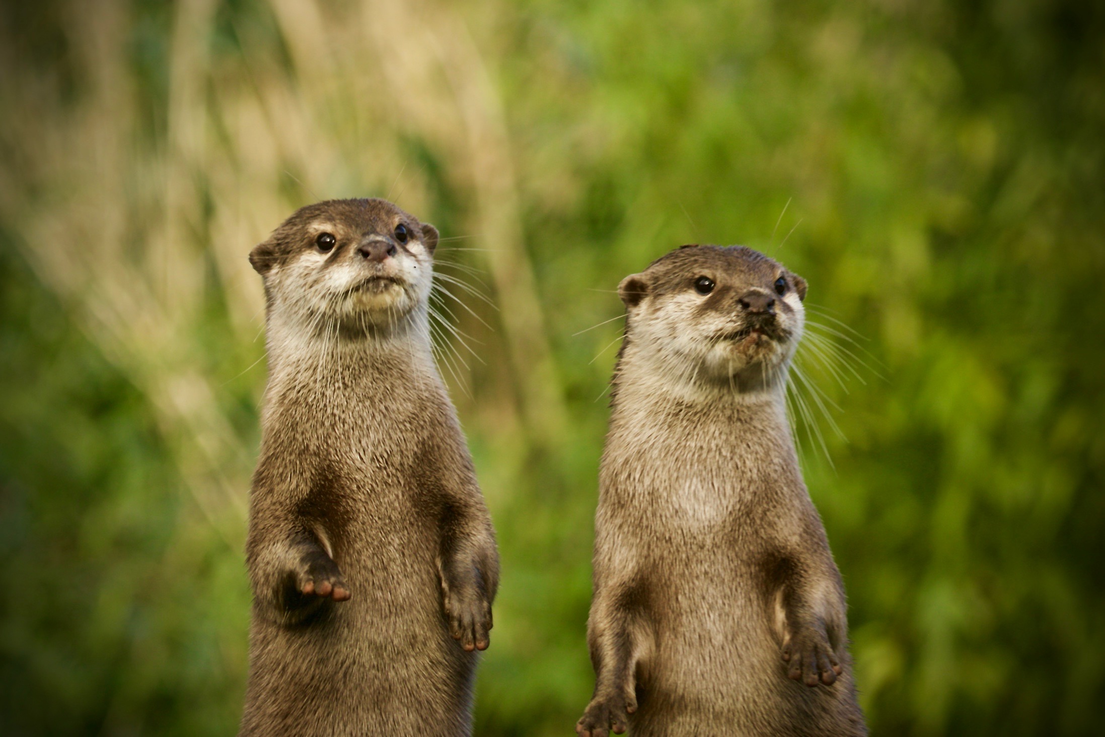 Flickr Credit Martin Otter Family (2)