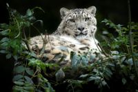 Zoo Phtographer Credit Jason Brown Snow Leopard