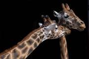 Zoo Photographer Credit Jason Brown Giraffes (4)