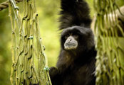 Flickr Credit Hannah Pearce Siamang Gibbon