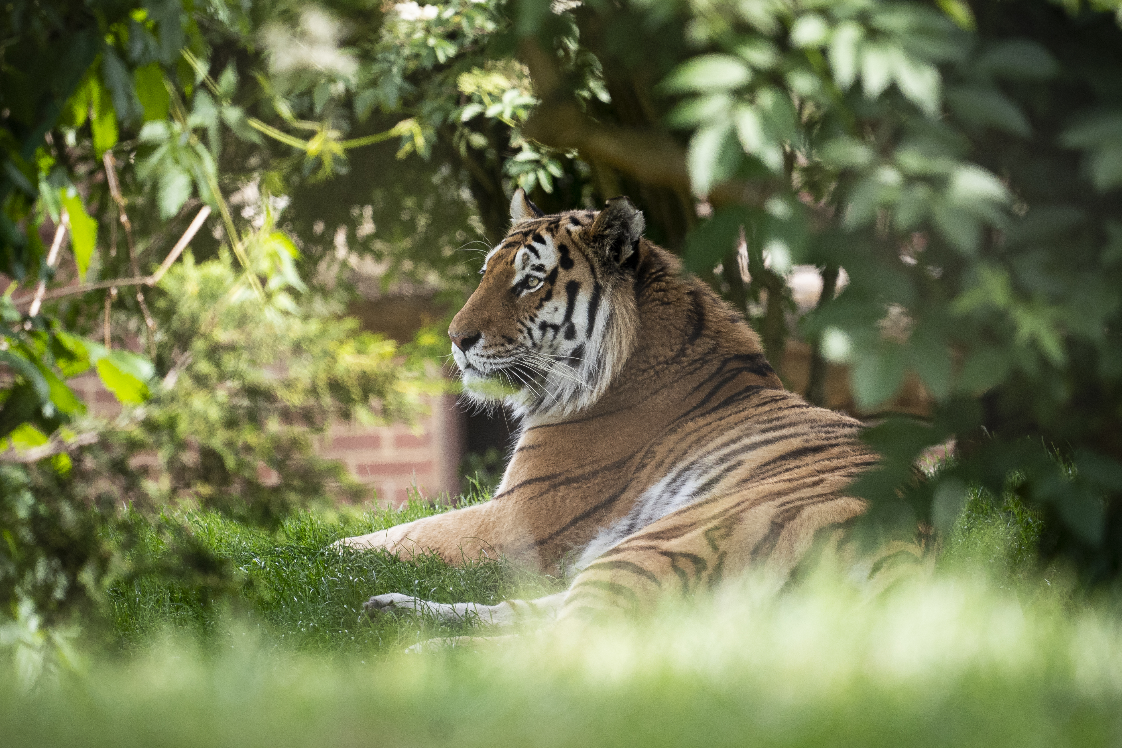 Zoo Photographer Credit Jason Brown Amur Tiger Bagai