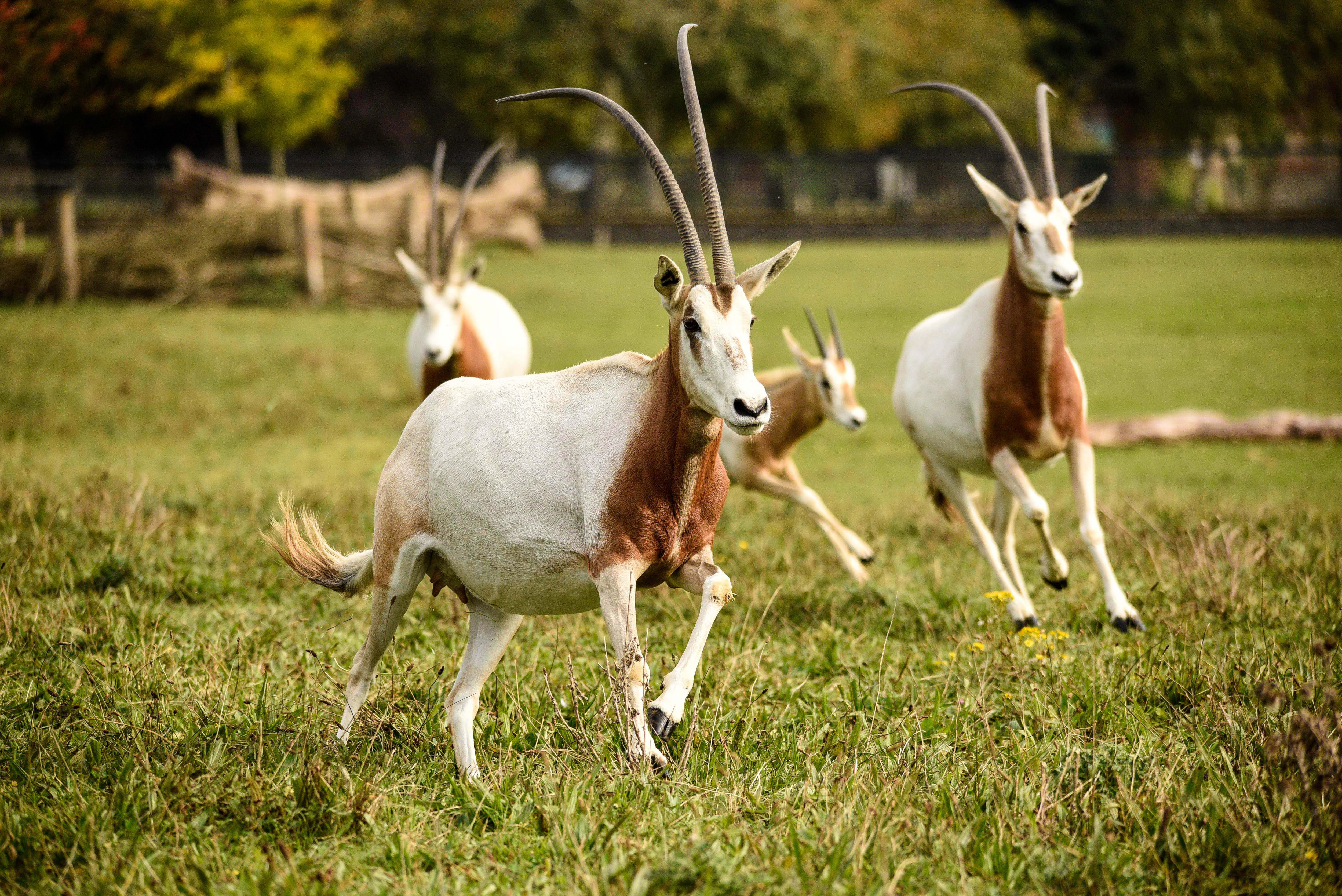 Flickr Credit Hannahepearce Scimitar Horned Oryx