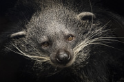 Facebook Credit Chris Godfrey Wildlife Photography Binturong