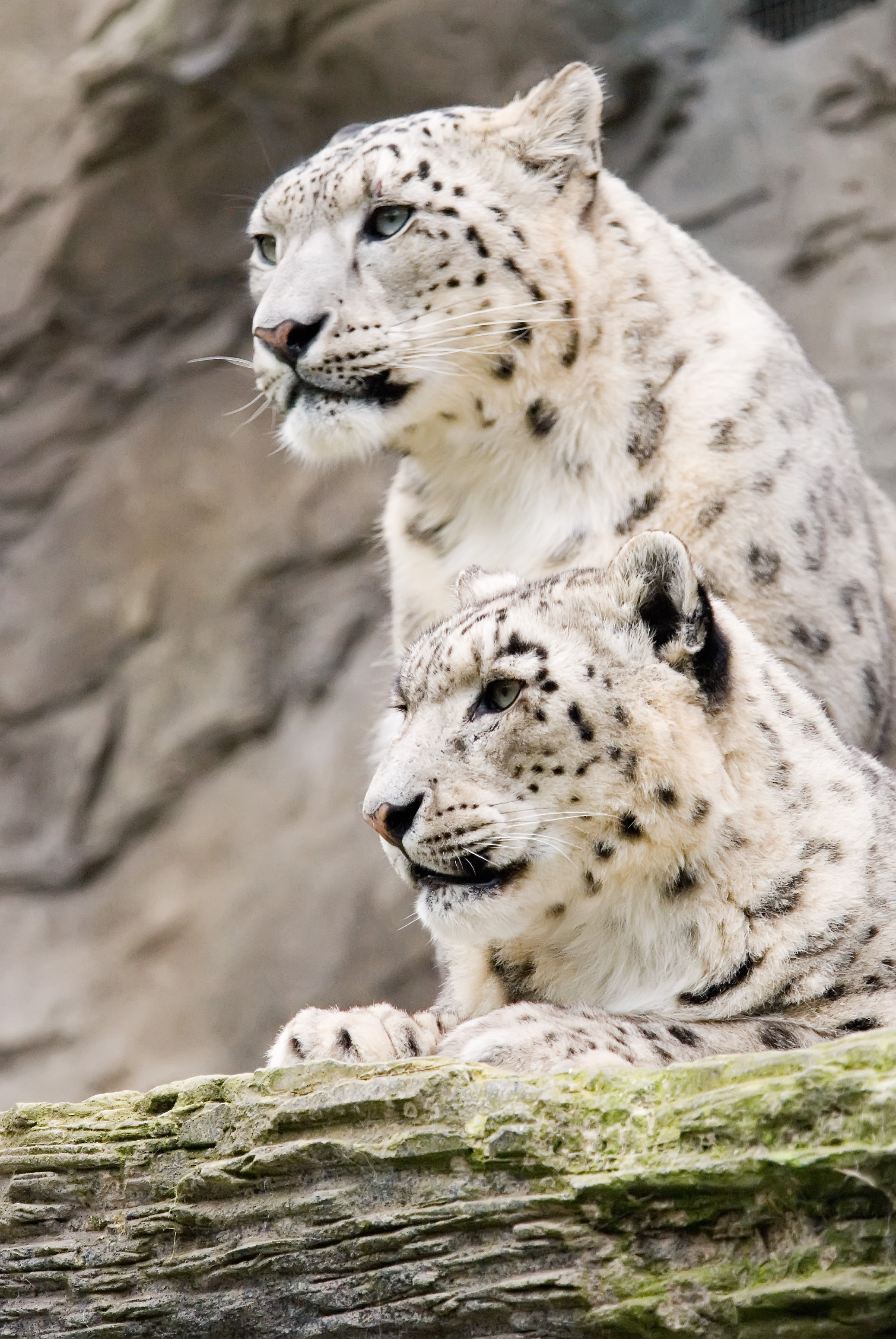 Flickr Credit Andrew Potter Snow Leopards