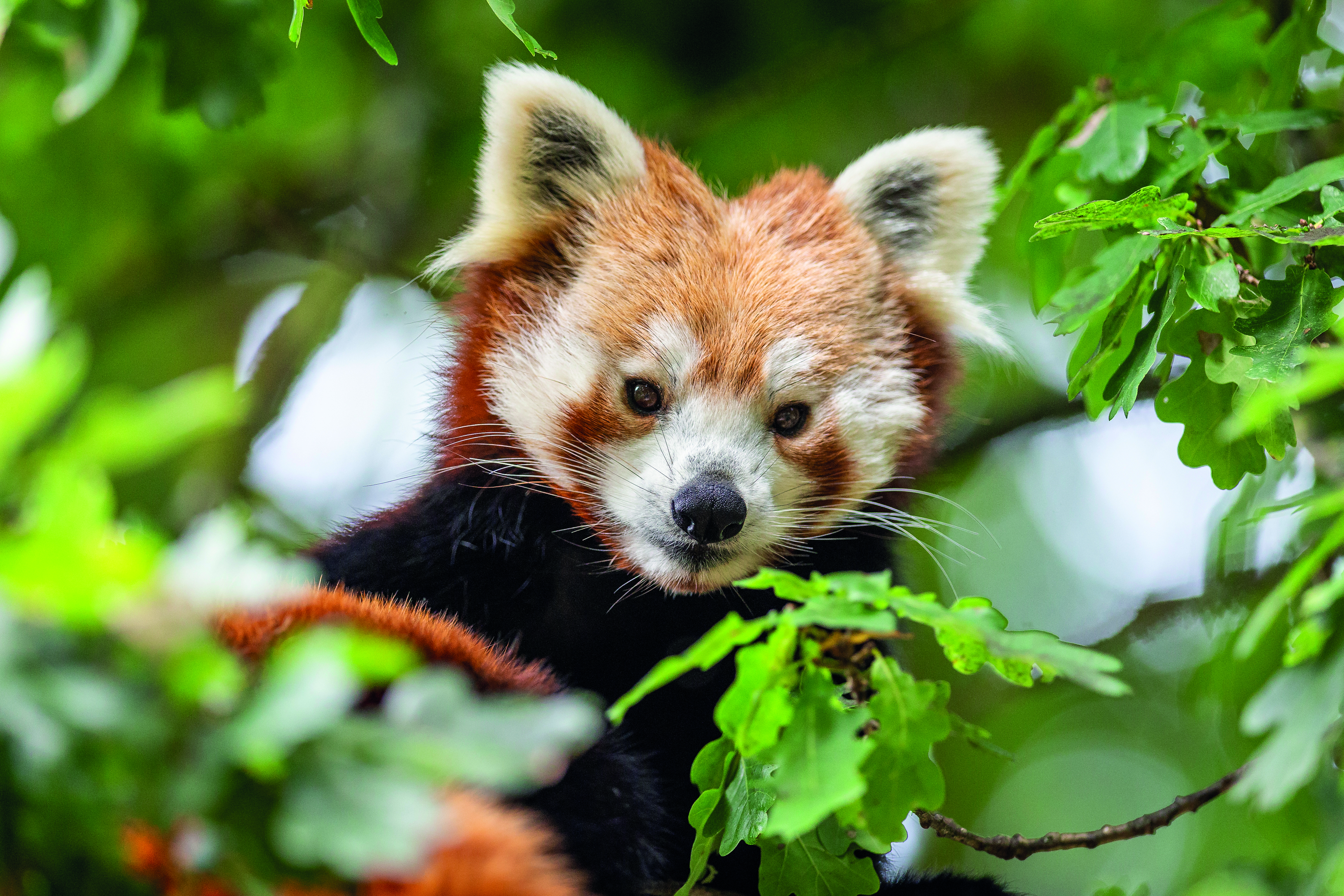 Zoo Photographer Credit Jason Brown Mei Mei (19)