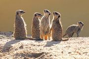 Flickr Credit Jon Isaacs Meerkats In The Sun