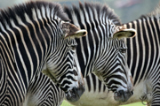 Flickr Credit Jasmine Curtis Zebra