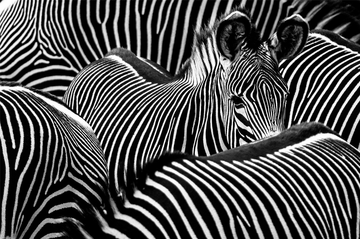 Photography Competition Neil Chandler Zebra