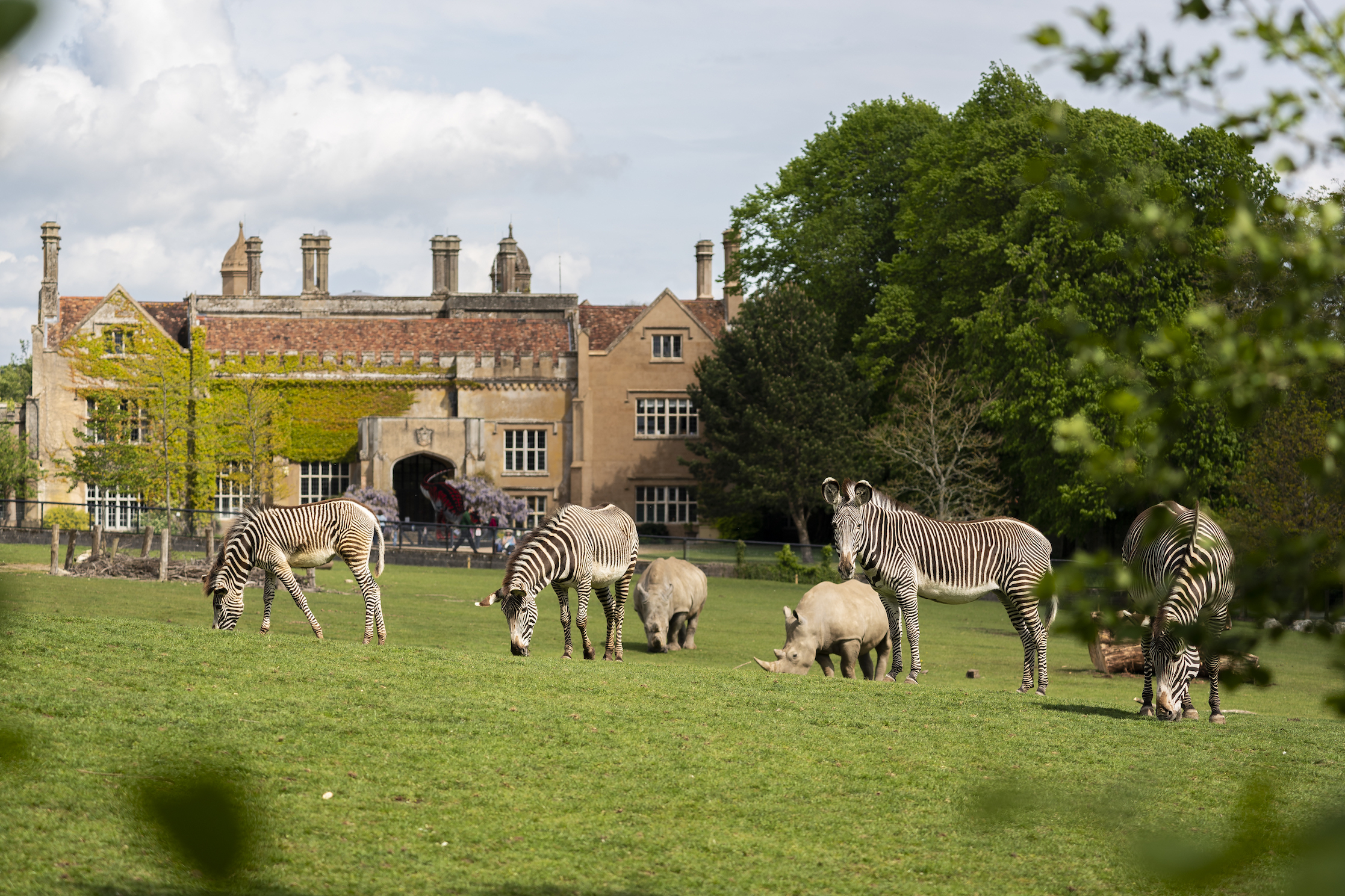Zoo Photographer Credit Jason Brown Zebra Outside Marwell Hall (5) Copy