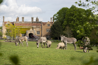 Zoo Photographer Credit Jason Brown Zebra Outside Marwell Hall (5) Copy