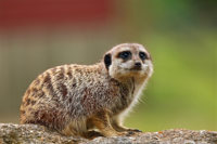 Flickr Credit Andy T Meerkat