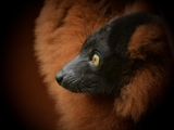 Flickr Red Ruffed Lemur Credit Di 1966