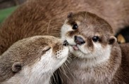 Flickr (Calendar Comp) Credit Ellawoodbridge45 Otter Kiss